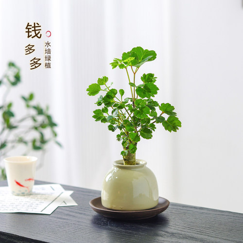 钱多多福禄桐水培懒人好养盆栽