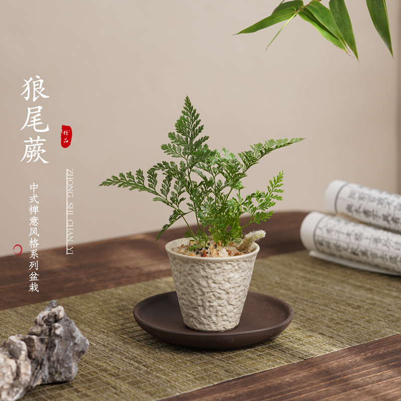 狼尾蕨客厅茶几书房无