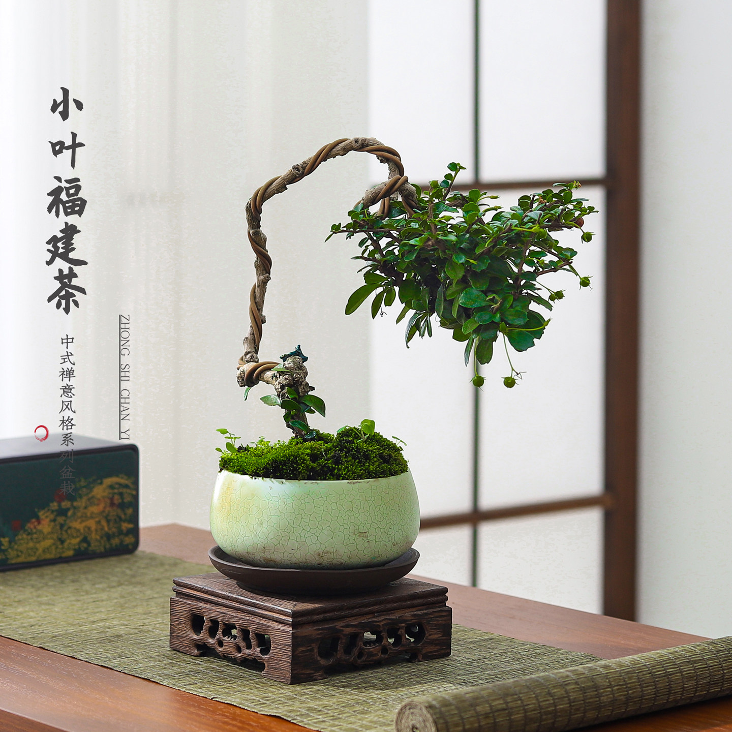 福建茶盆栽室内客厅老桩植物办公室工位桌面四季好养绿植花卉盆景,鲜花速递/花卉仿真/绿植园艺,绿植,淘宝优惠券,粉丝福利购,淘宝优惠卷
