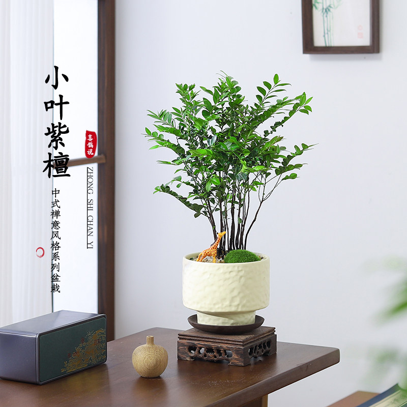 丛林小叶紫檀盆景办公室内桌面花卉盆栽植物绿植好养活四季常青