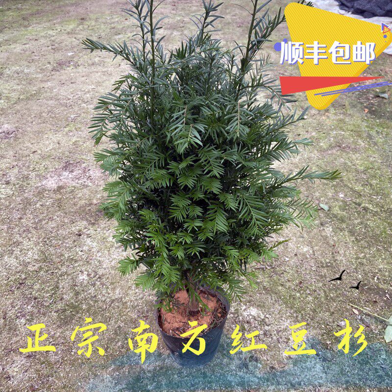 正宗南方红豆杉树苗公母可结果耐寒四季常青阳台客厅庭院盆栽绿植