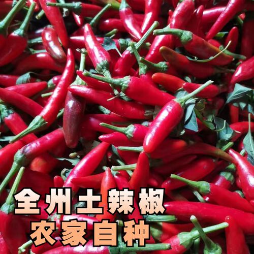 桂林新鲜红辣椒紫红辣椒红泡椒腌泡椒剁椒农家蔬菜红土辣椒包邮