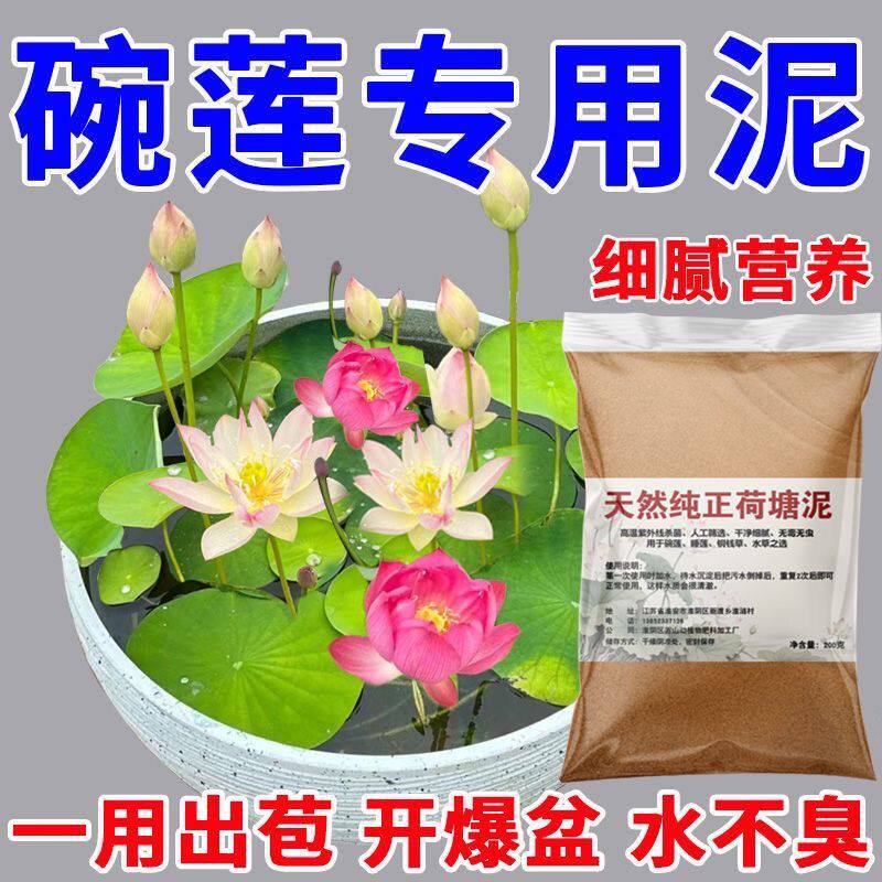 碗莲种荷塘泥七彩色水培花卉水养四季莲花荷花种莲藕绿植水培莲子