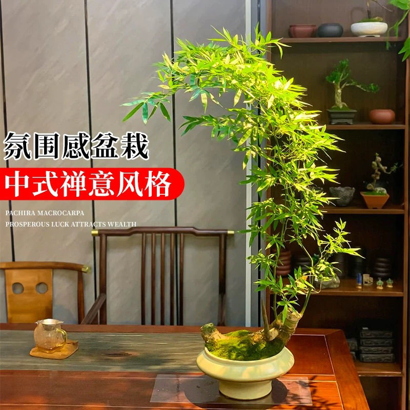优质小叶簕竹根招财转运盆栽绿植庭院客厅装饰盆栽观赏竹木老桩