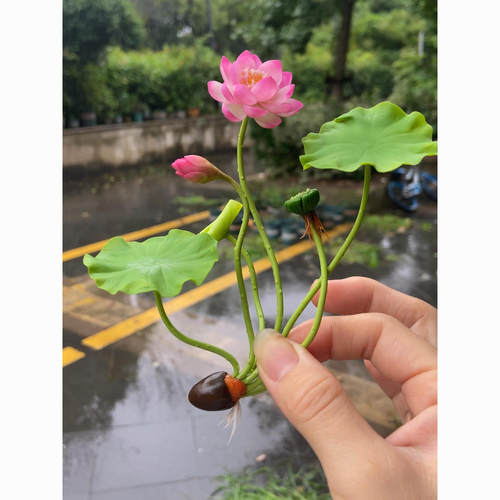 水培植物碗莲花卉室内花好养四季开花种子籽水养荷花盆栽客厅睡莲