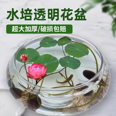 水培玻璃花盆透明碗莲盆铜钱草荷花盆缸养睡莲的专用花盆水仙鱼缸