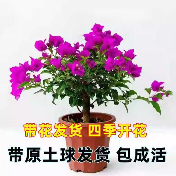 勤花重瓣三角梅盆栽植物花卉新品种玫瑰阳台庭院四季开花福建基地