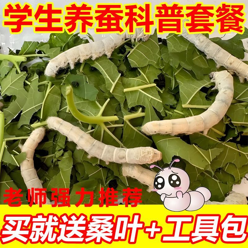 蚕宝宝活体套装送新鲜桑叶七彩蚕卵学生养蚕活体运输包活包邮