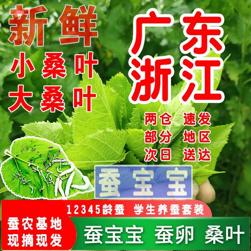桑叶新鲜嫩桑叶蚕宝宝桑树饲料叶学生养蚕大叶小叶嫩叶蚕卵活广东