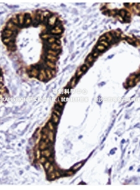 BD Pharmingen™ DAB Substrate Kit, DAB底物试剂盒，货号550880