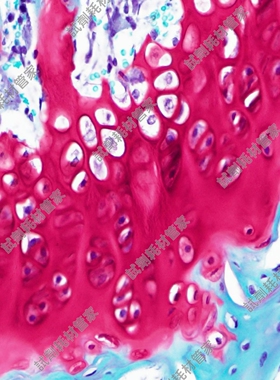 软骨染色液(番红O法)Safranine O Cartilage Stain Solution染液