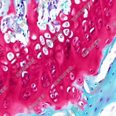 软骨染色液(番红O法)Safranine O Cartilage Stain Solution染液