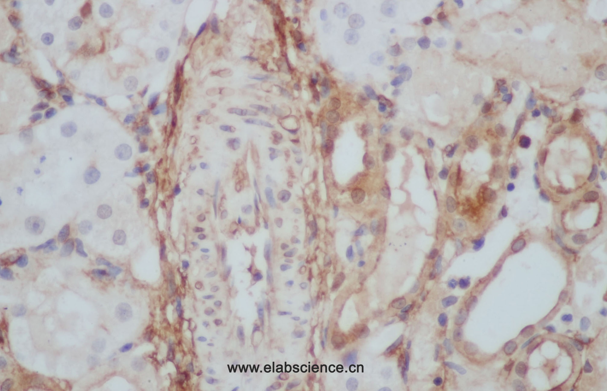 Elabscience®ANXA5多克隆抗体,E-AB-40114,应用于WB与IHC,200μL