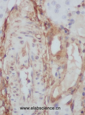 Elabscience®ANXA5多克隆抗体,E-AB-40114,应用于WB与IHC,200μL