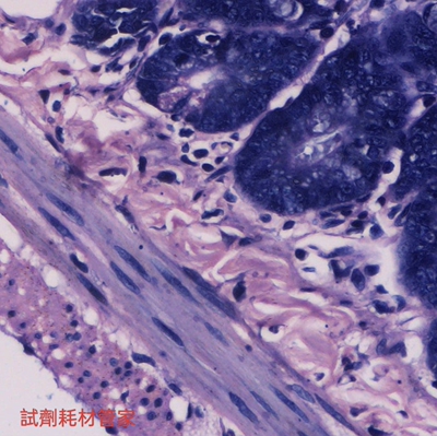 Weigert铁苏木素染色液 用于组织切片和培养细胞的细胞核染色