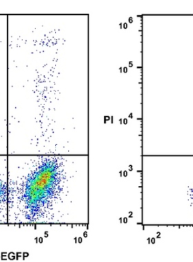 Elabscience®Annexin V-EGFP/PI 细胞凋亡检测试剂盒，E-CK-A219