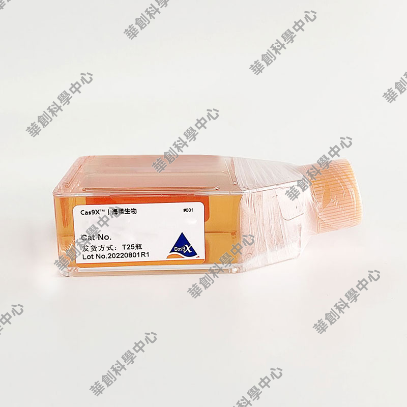 HyCyte®小鼠/大鼠子宫内膜上皮细胞 人子宫内膜上皮细胞仅供科研