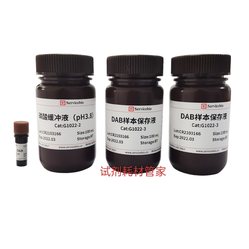 植物过氧化氢染色液(DAB法) 用于较嫩的根尖、叶片等的整体染色
