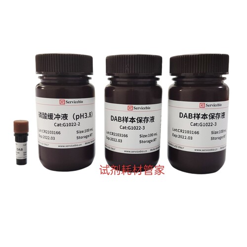 植物过氧化氢染色液(DAB法) 用于较嫩的根尖、叶片等的整体染色
