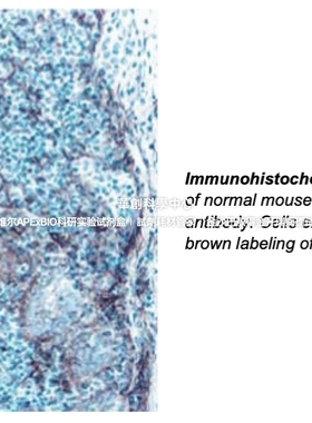 BD Pharmingen™Purified Rat Anti-Mouse CD106抗体，货号550547