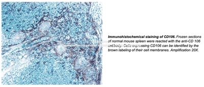 BD Pharmingen™Purified Rat Anti-Mouse CD106抗体，货号550547