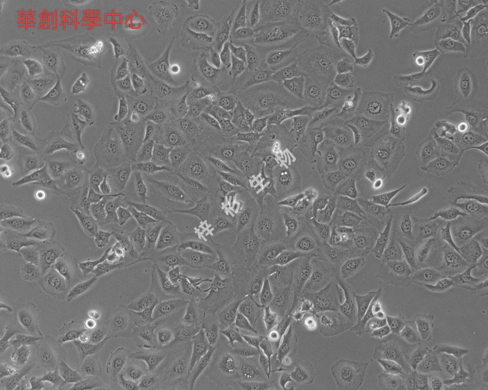 小鼠胚胎成纤维细胞(BALB/c3T3cloneA31)培养基套装 种属鉴定正确