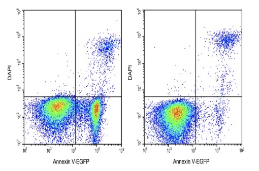 Elabscience®Annexin V-EGFP/DAPI细胞凋亡检测试剂盒 E-CK-A260