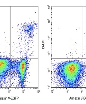 Elabscience®Annexin V-EGFP/DAPI细胞凋亡检测试剂盒 E-CK-A260