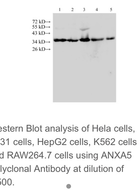 Elabscience® ANXA5多克隆抗体，E-AB-40200，应用于WB，200μL