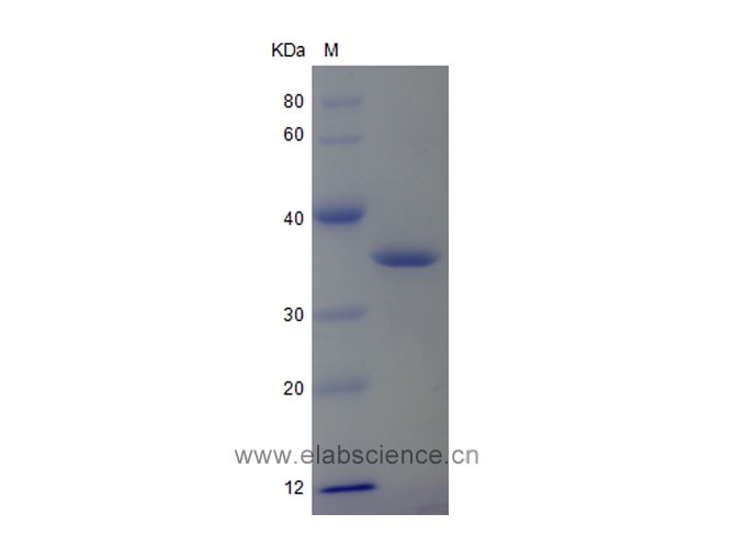 Elabscience®人Annexin V重组蛋白，PKSH033460，E.coli，P08758