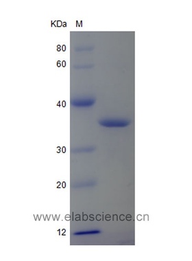 Elabscience®人Annexin V重组蛋白，PKSH033460，E.coli，P08758
