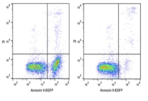 Elabscience 细胞培养型Annexin V-EGFP冻干粉E-CK-A119U荧光标记