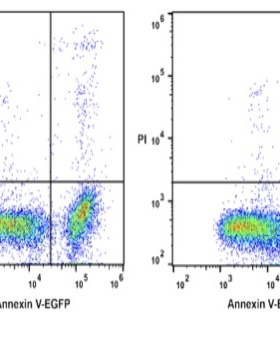 Elabscience 细胞培养型Annexin V-EGFP冻干粉E-CK-A119U荧光标记