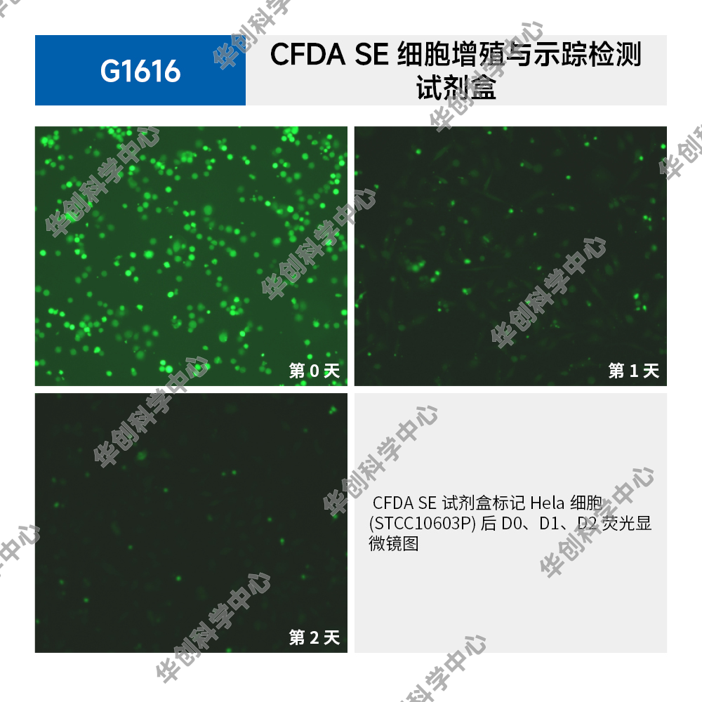 CFDA SE细胞增殖与示踪检测试剂盒，FDA试剂盒，用于细胞增殖研究