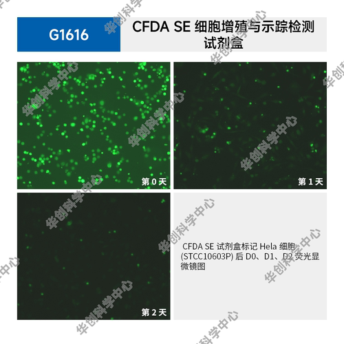 CFDA SE细胞增殖与示踪检测试剂盒，FDA试剂盒，用于细胞增殖研究