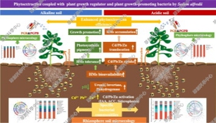 土壤酸性磷酸酶(S-ACP)活性检测试剂盒 酸性磷酸酶试剂S-ACP Kit