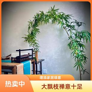 绿植大型红观音竹四季高杆飘枝好养庭院室内茶室桌面水培造景盆栽