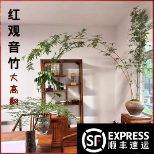大型红观音竹四季高杆飘枝好养庭院室内茶室桌面水培造景绿植盆栽
