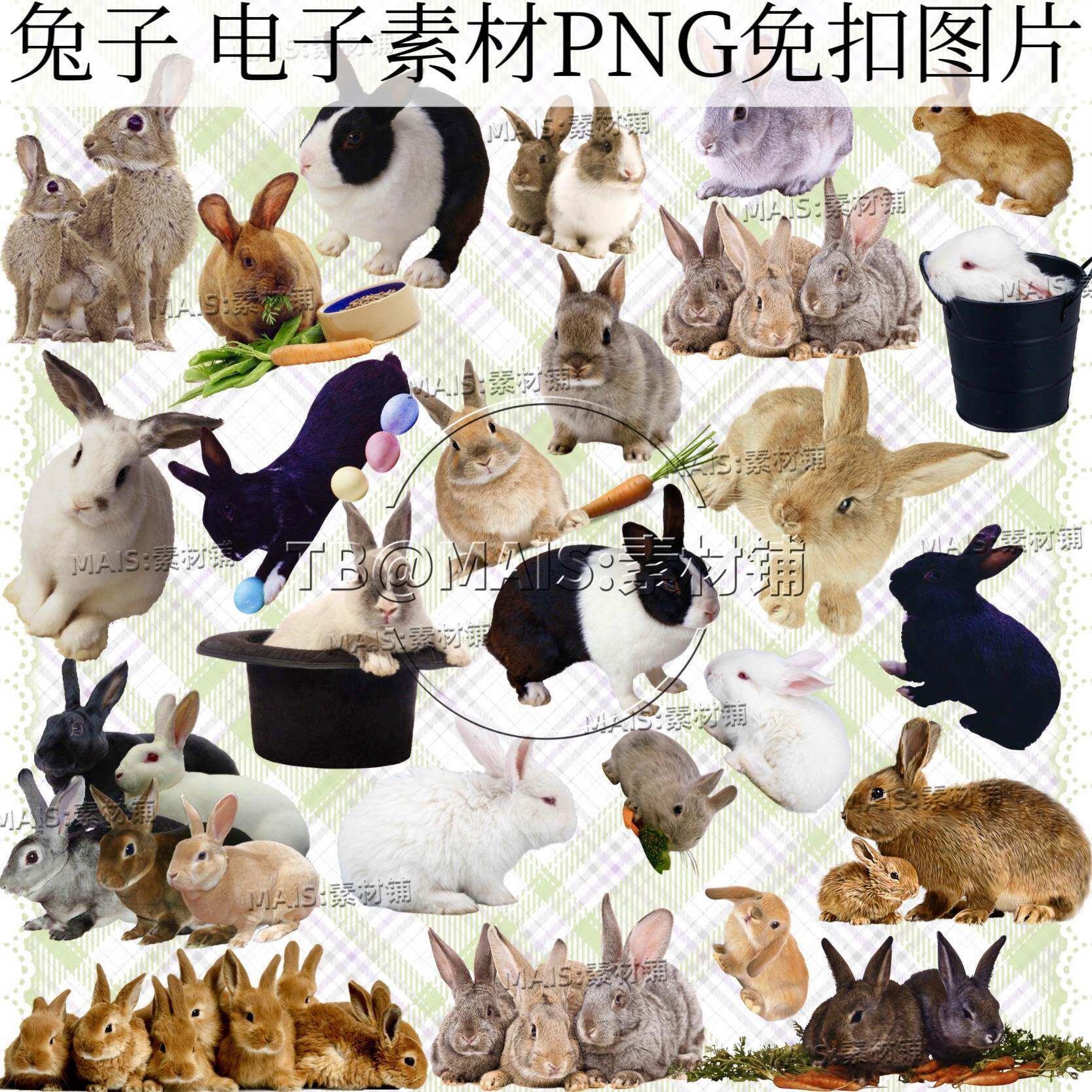 336电子手帐兔子动物实拍摄影png免抠图片白兔灰兔ps设计合成素材