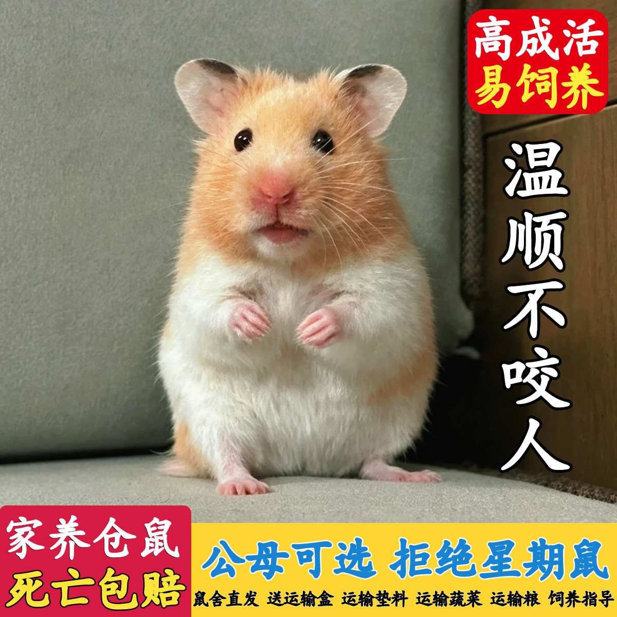 家养金丝熊仓鼠情侣活体包活健康