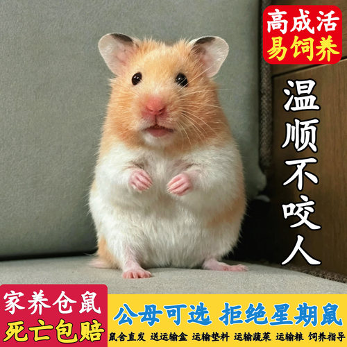 家养金丝熊仓鼠情侣活体包活健康