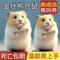 家养金丝熊仓鼠活物银狐布丁苍鼠可爱小宠物活体易饲养大体型鼠类