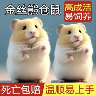 家养金丝熊仓鼠活物银狐布丁苍鼠可爱小宠物活体易饲养大体型鼠类