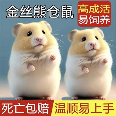 家养金丝熊仓鼠健康包活易饲养