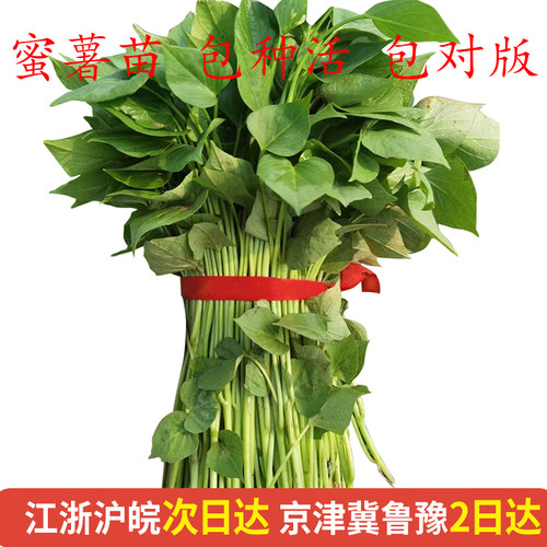 【老客请看详情页--到新店下单】