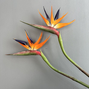 单支天堂鸟假花盆栽植物仿真鹤望兰仿真花装饰手感大号天堂鸟