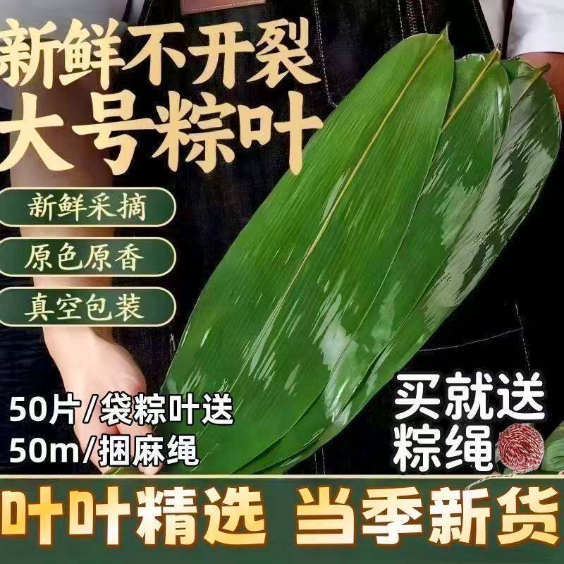 【送绳子】新鲜粽叶大叶鲜粽叶包粽子叶野生天然棕叶箬叶不易裂