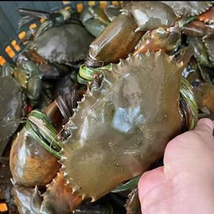 【3-4两/4-5两】红鲟膏蟹母蟹海鲜水产包活中秋送礼高档高端礼品