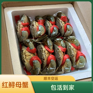 红鲟膏蟹母蟹包活海水海捕螃蟹顺丰空运东山岛青蟹海鲜礼盒送礼