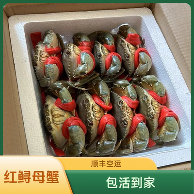 东山岛红鲟膏蟹母蟹顺丰空运送礼